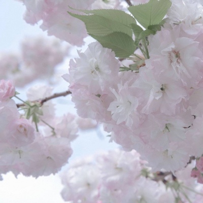 Furry插画细节灵感福瑞群